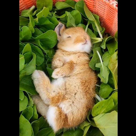 Happy Spring 🐿️⛱️ - Picture 11 of 16